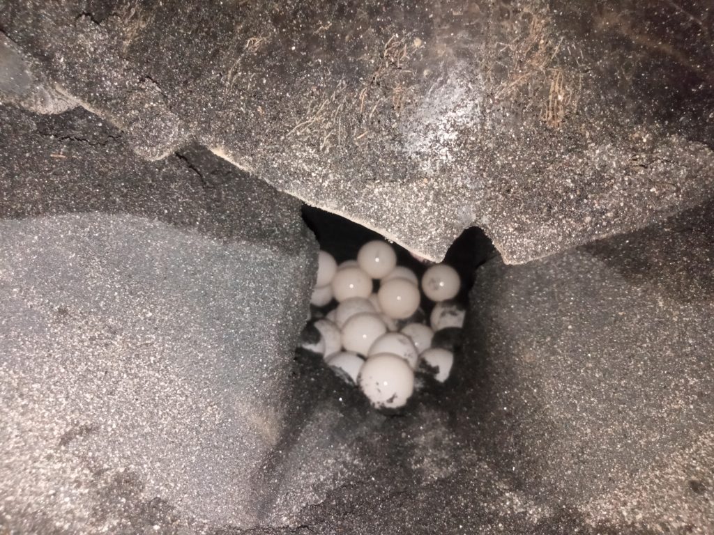Penyu bertelur