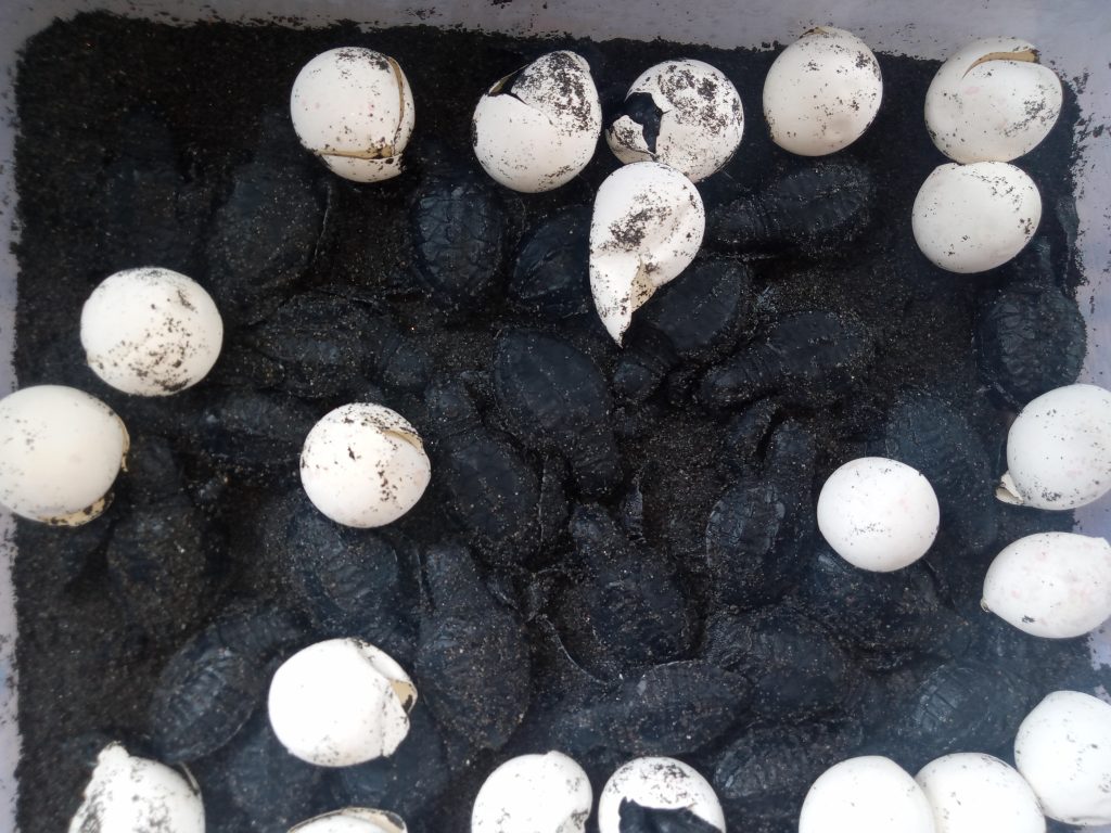 telur penyu menetas