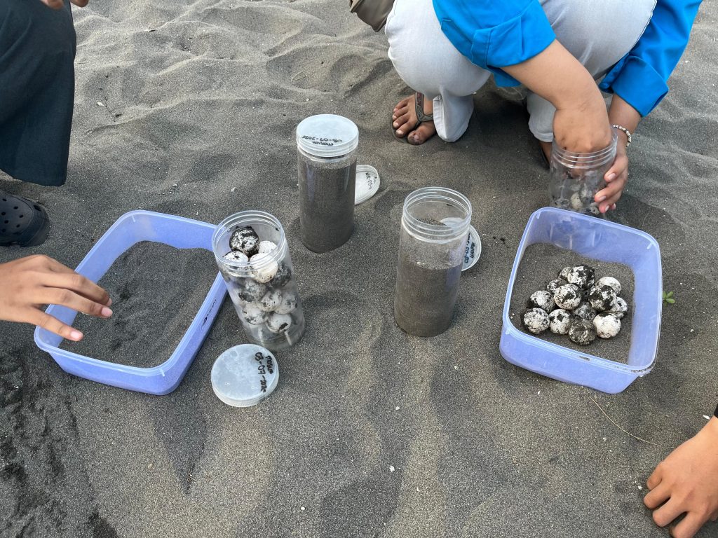 Kegiatan konservasi penyu Pantai Goa Cemara