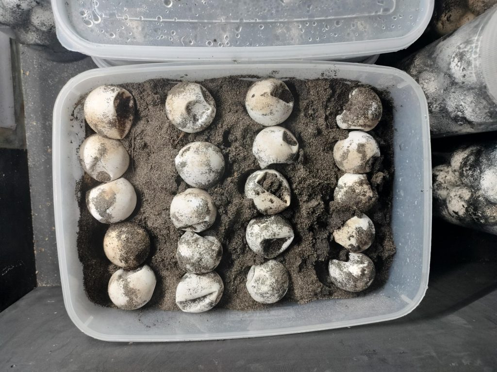 Telur penyu lekang dalam kegiatan konservasi