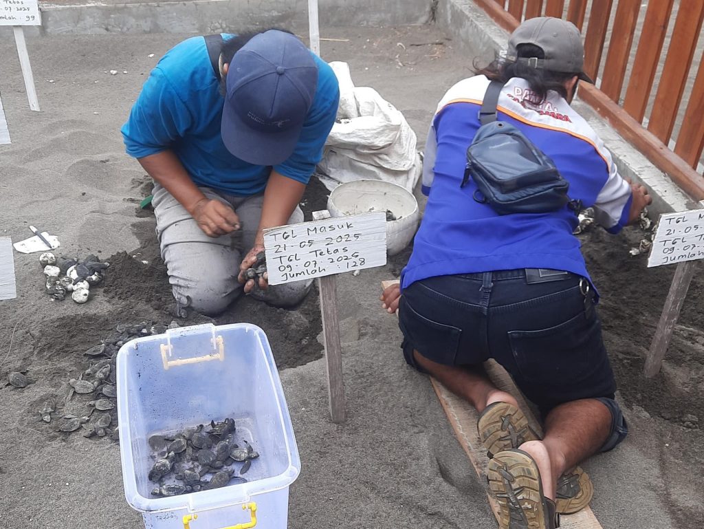 Penggalian sarang telur penyu untuk kegiatan konservasi